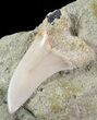 Mako Shark Tooth Fossil In Rock - Bakersfield, CA #69003-1